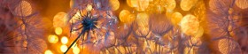 Кухонный фартук Мерцание Одуванчики золотистые 3 серебро в Норильске - norilsk.katalogmebeli.com | фото