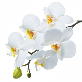 Стол обеденный Танго белый/Орхидея в Норильске - norilsk.katalogmebeli.com | фото 3